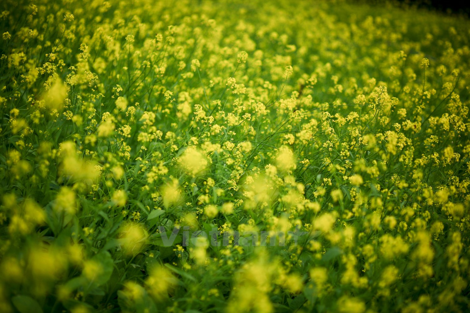 Fascinating beauty in brassicaceae flowers in the outskirts of Hanoi